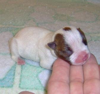 Boston Terrier Puppies for Sale